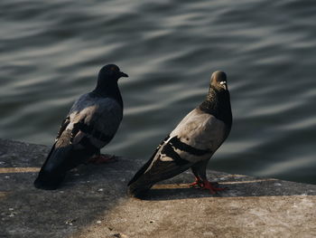 Close-up of bird perching on water