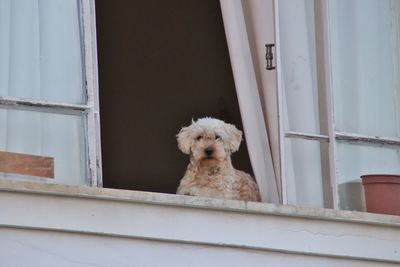 Portrait of a dog looking through window