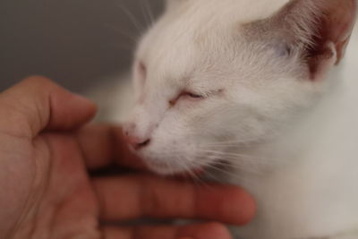 Close-up of hand holding cat