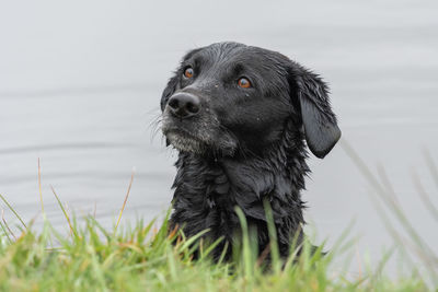 Head shot of a wet black labrador in the water