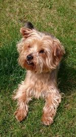 Portrait of dog on grassy field