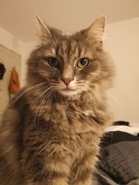 Close-up portrait of a cat at home