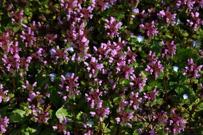 Close-up of flowers blooming outdoors