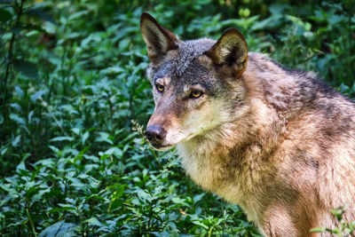 Close-up of dog looking away