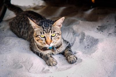High angle portrait of cat lying down