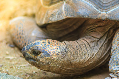 Close-up of turtle