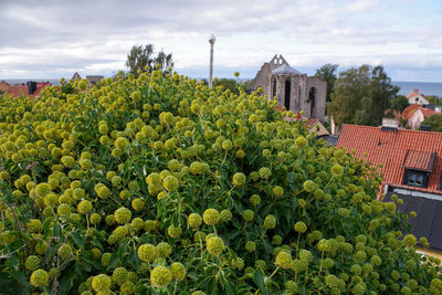 Plants growing in building against sky