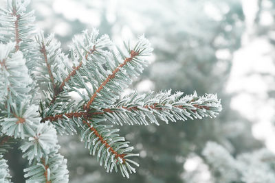 Close-up of frozen plant