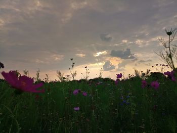 Purple flowering plants on field against sky during sunset