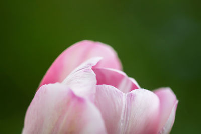 Close-up of pink rose flower