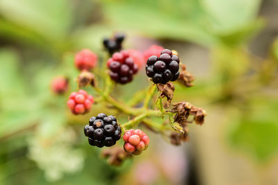 Close-up of berries growing on plant