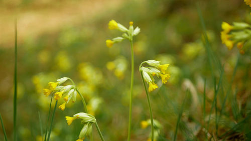 Close-up of yellow flowering plant on field