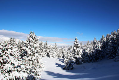 Snow covered trees against clear blue sky