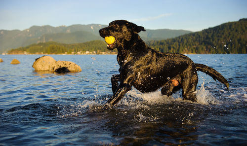 Wet black labrador carrying ball in mouth at lake
