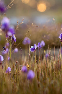 Close-up of purple flowering plants on field