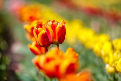 Close-up of red flower