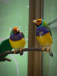 Close-up of parrot perching on leaf