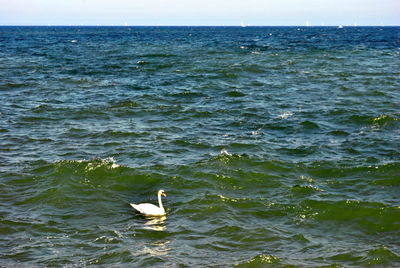 Swan perching on sea