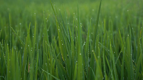 Full frame shot of wet grass on field