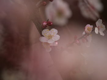 Close-up of white flowering plant