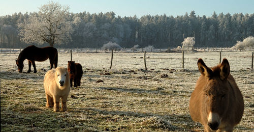Horses on field against sky