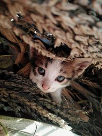 Close-up portrait of a cat