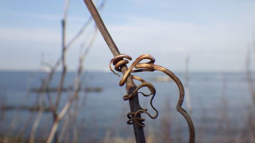 Close-up of chain against sea