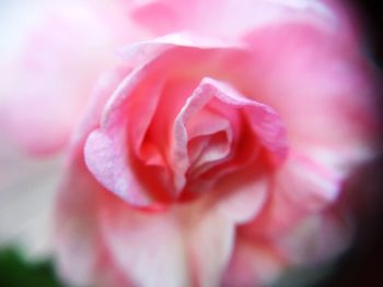 Close-up of pink flower