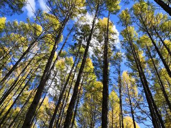 Low angle view of trees in forest