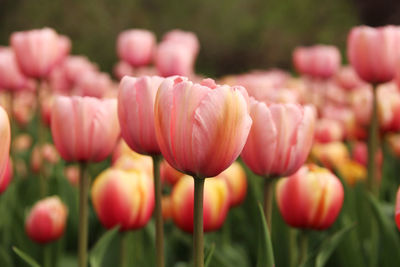 Close-up of red tulips blooming in field