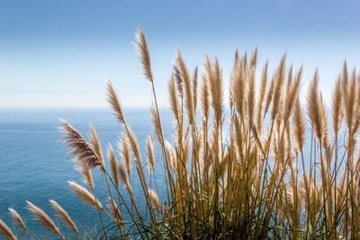 Close-up of plants against sky