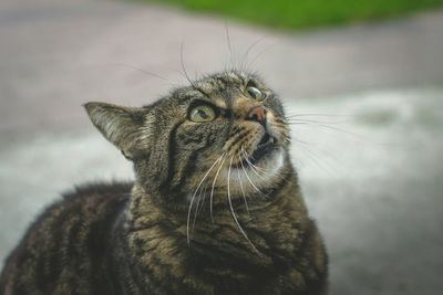 Close-up of an animal