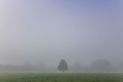 Trees on field against sky during foggy weather