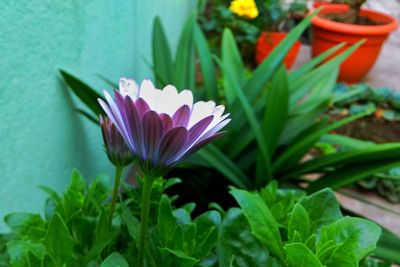 Close-up of lotus blooming outdoors