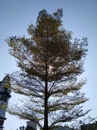 Low angle view of tree against sky during winter