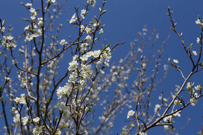 Low angle view of flowering plant against blue sky