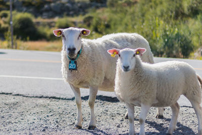 Portrait of sheep standing on field