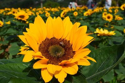 Close-up of sunflower