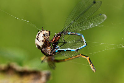 Close-up of spider on web