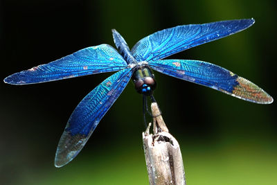 Close-up of dragonfly on flower