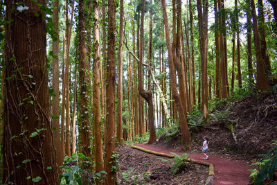 View of trees in forest