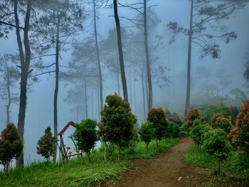 Trees on field in forest