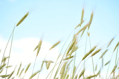 Close-up of stalks against clear sky