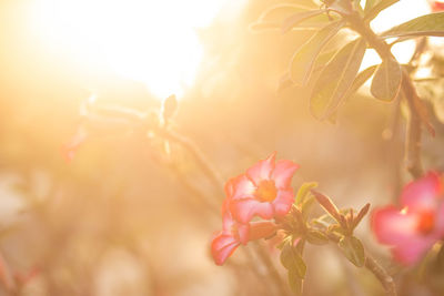 Close-up of pink flowering plant