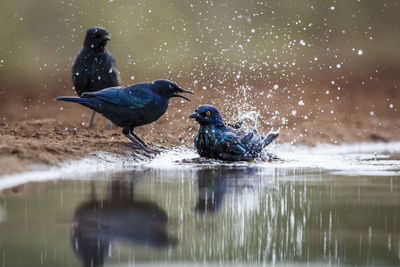 Close-up of bird perching on lake