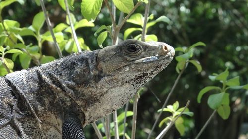 Close-up of lizard on tree