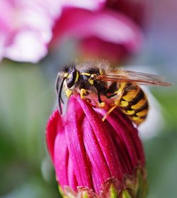 Close-up of insect on pink flower