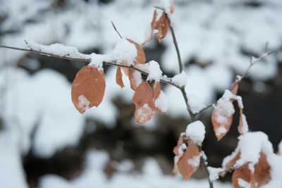 Close-up of frozen leaves on tree during winter