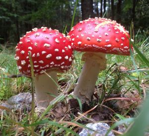 Close-up of mushrooms growing in forest