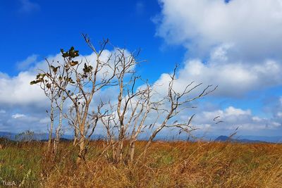 Low angle view of flower tree against sky